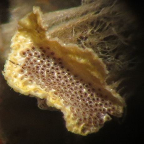 Inside of empty pupa at attachment point