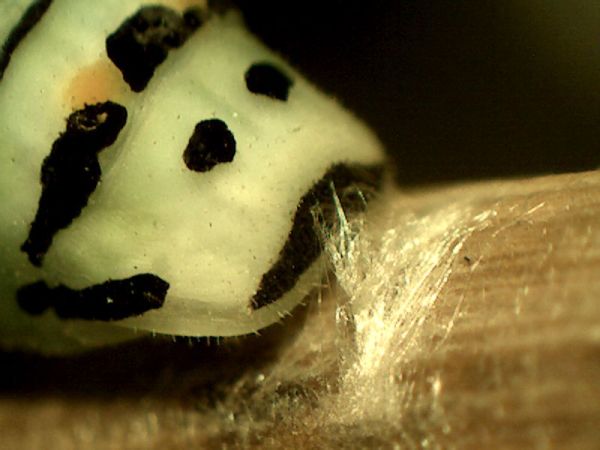 Rear silk attachment 