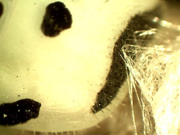 Rear silk attachment