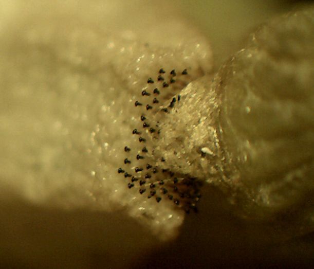 Rear silk attachment