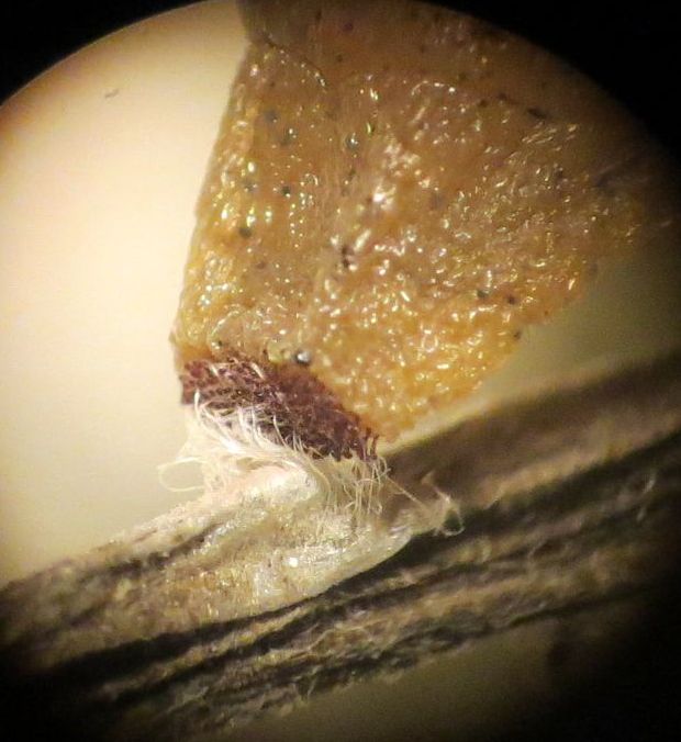 Rear silk attachment in empty pupa